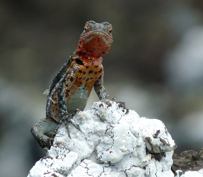 Auf Galapagos / Ecuador